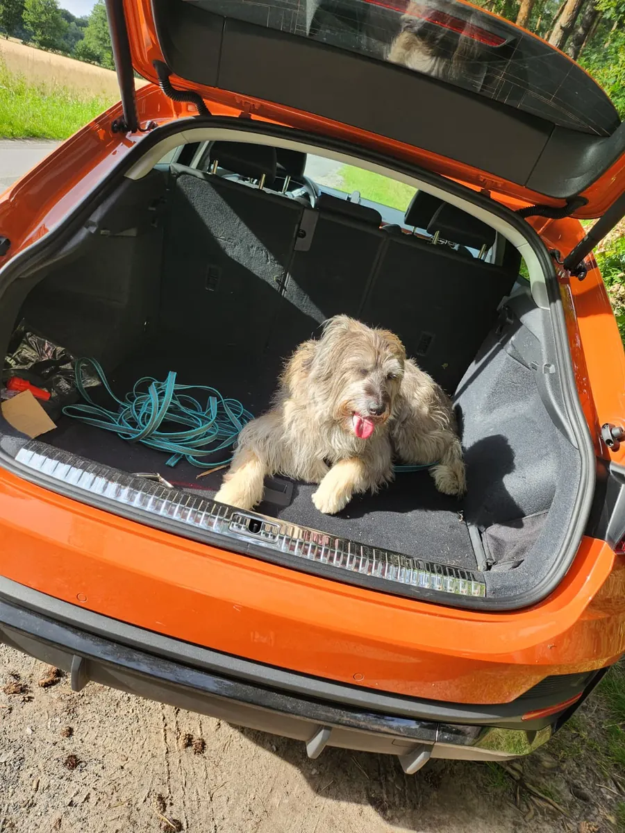Tierfoto 3 aus dem Fellnasenservice