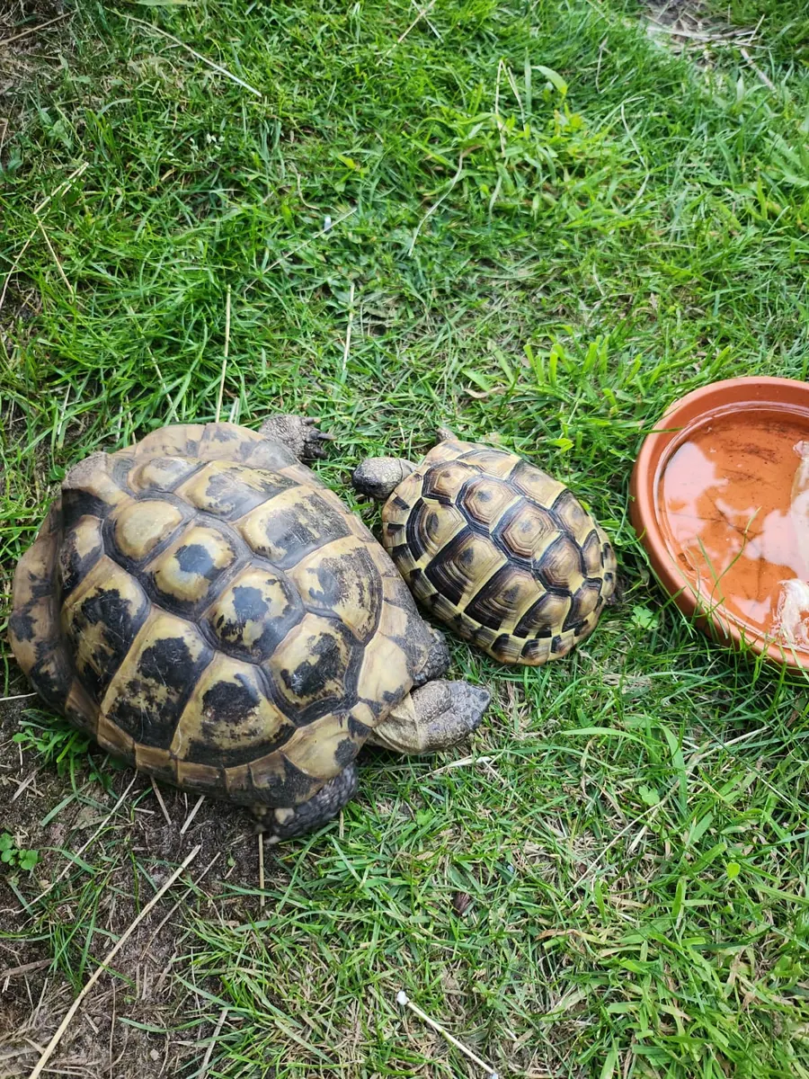 Tierfoto 9 aus dem Fellnasenservice