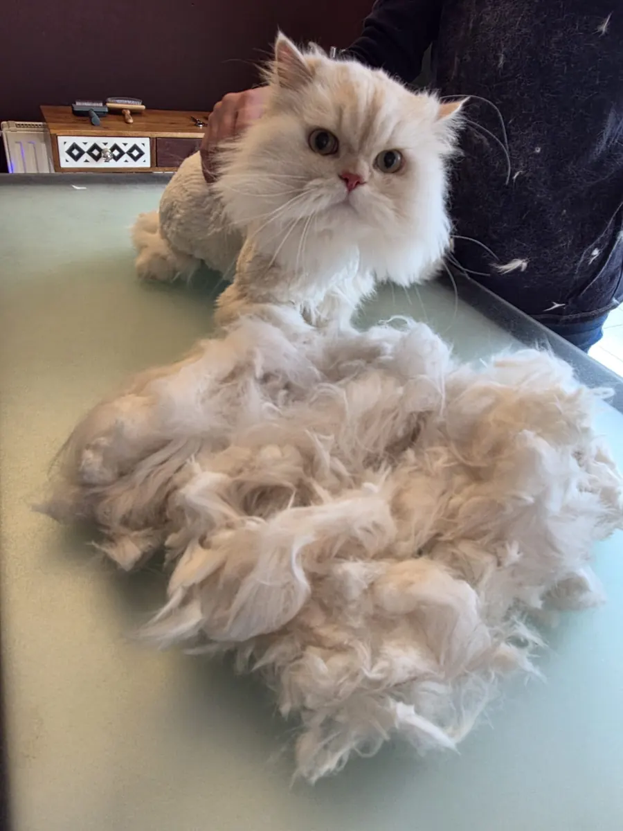 Perserkatze auf dem Pflegetisch im Salon, daneben ein großer Berg ausgekämmtes Fell